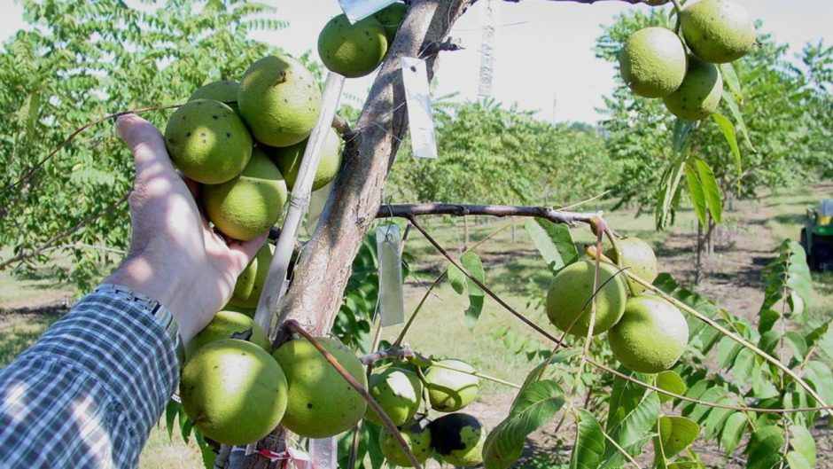 Hand picking walnuts