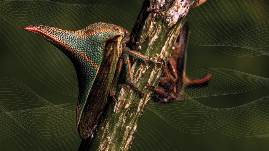 04242025_treehoppers_tn